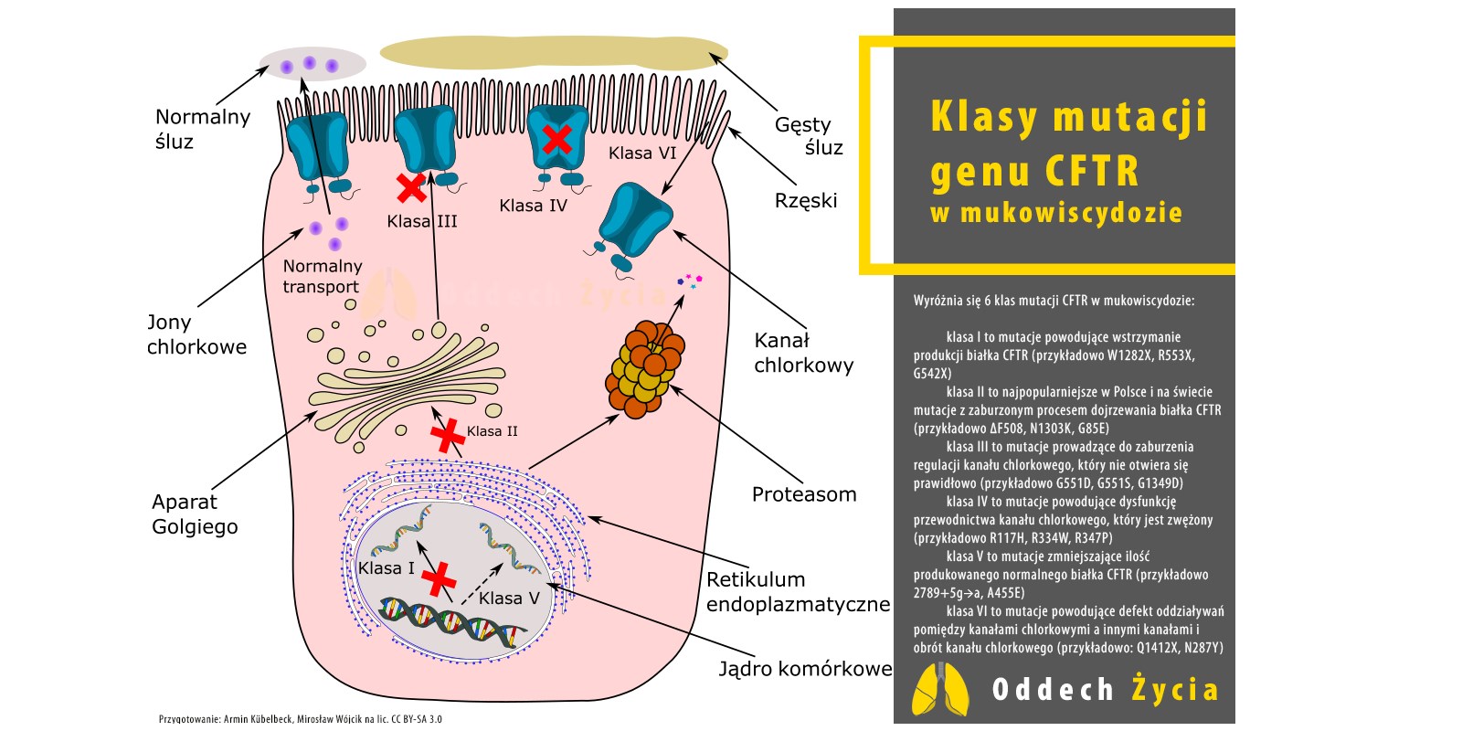 klasy mutacji CFTR w mukowiscydozie