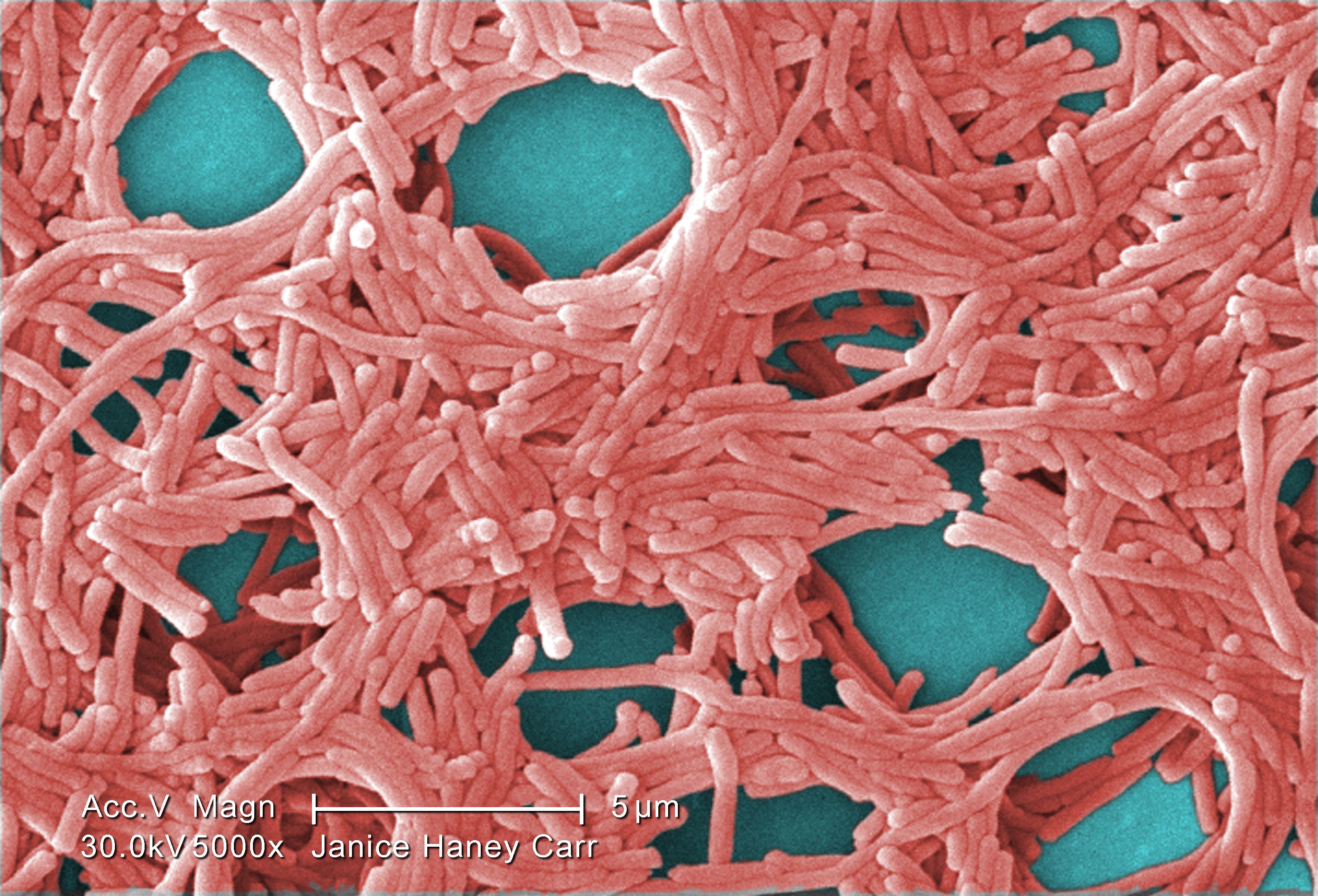 2009 Margaret Williams, PhD; Claressa Lucas, PhD;Tatiana Travis, BS Under a moderately-high magnification of 5000X, this colorized scanning electron micrograph (SEM) depicted a large grouping of Gram-negative Legionella pneumophila bacteria. Please see PHIL 11092 through 11154 for additional SEMs of these organisms, specifically PHIL 11147 for a black and white version of this image. Of particular importance, is the presence of polar flagella, and pili, or long streamers, which due to their fragile nature, in some of these views seem to be dissociated from any of the bacteria. Youll note that a number of these bacteria seem to display an elongated-rod morphology. L. pneumophila are known to most frequently exhibit this configuration when grown in broth, however, they can also elongate when plate-grown cells age, as it was in this case, especially when theyve been refrigerated. The usual L. pneumophila morphology consists of stout, fat bacilli, which is the case for the vast majority of the organisms depicted here. These bacteria originated on a 1 week-old culture plate (+/- 1 day), which had incubated a single colony, at 37?C upon a buffered charcoal yeast extract (BCYE) medium with no antibiotics.